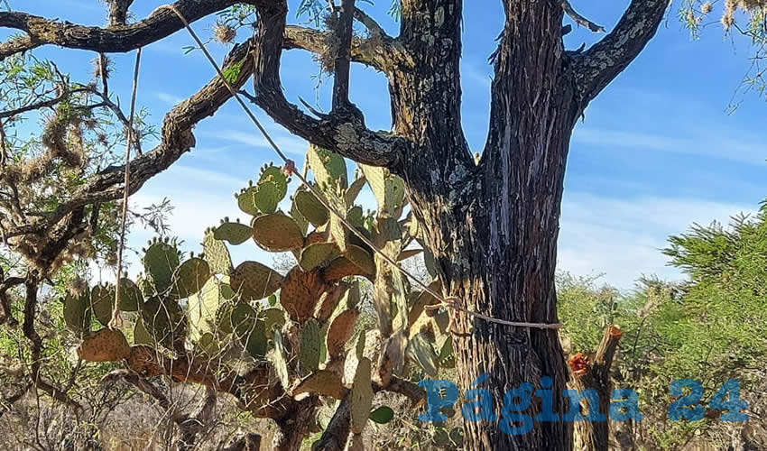 En este árbol se colgó Luis Alberto “N” “N”, de 19 años de edad
