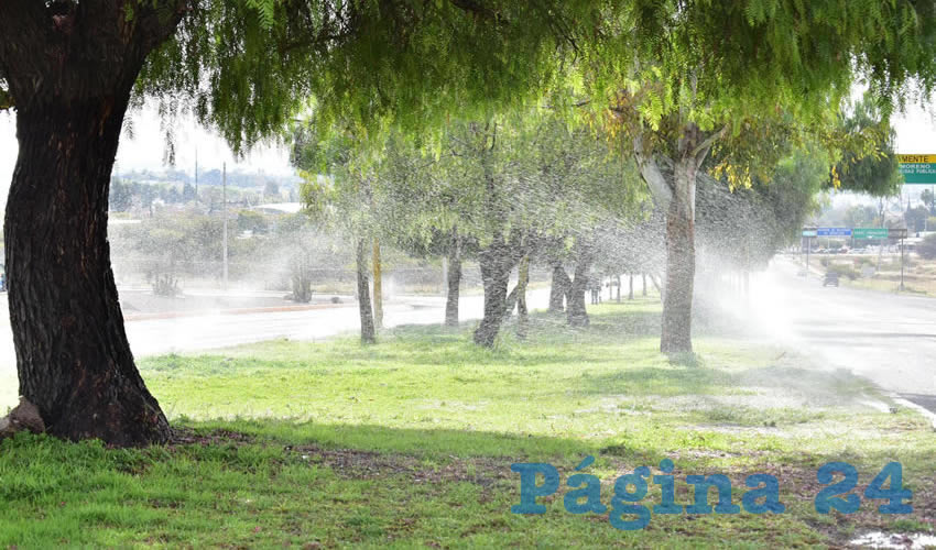 La Dirección de Parques y Jardines ha intensificado las jornadas de riego