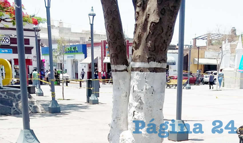 Propietarios de comercios no cuidan del arbolado, tampoco el ayuntamiento se interesa en sancionar y en mantener las áreas verdes del primer cuadro tonalteca; se necesita la cooperación de todos/Foto: Francisco Tapia