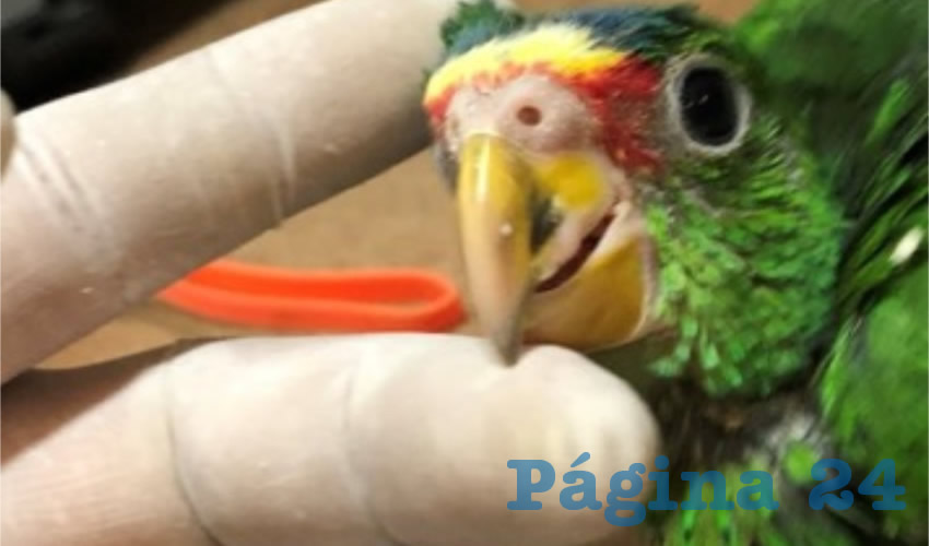 La Profepa puso a disposici&oacute;n de la FGR a dos personas en posesi&oacute;n y comercio il&iacute;cito de fauna silvestre