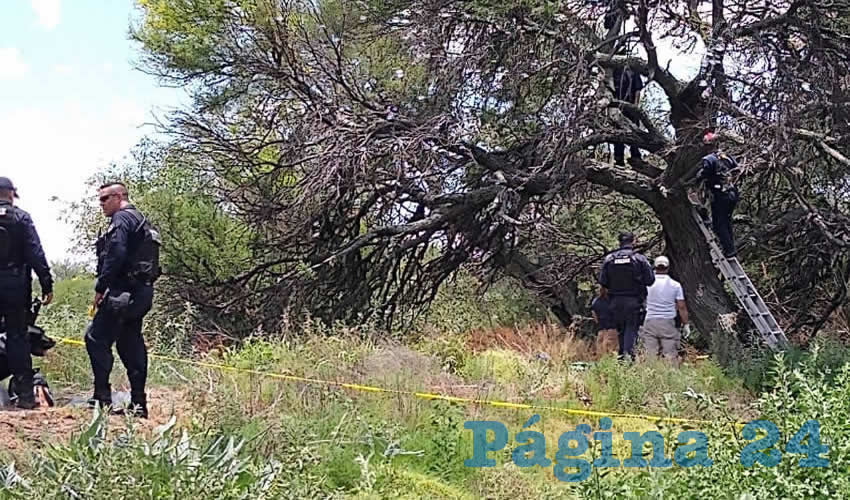 En un árbol de cerca de seis metros de altura, se mató Jesús Flores Reyes, que contaba con 42 años de edad