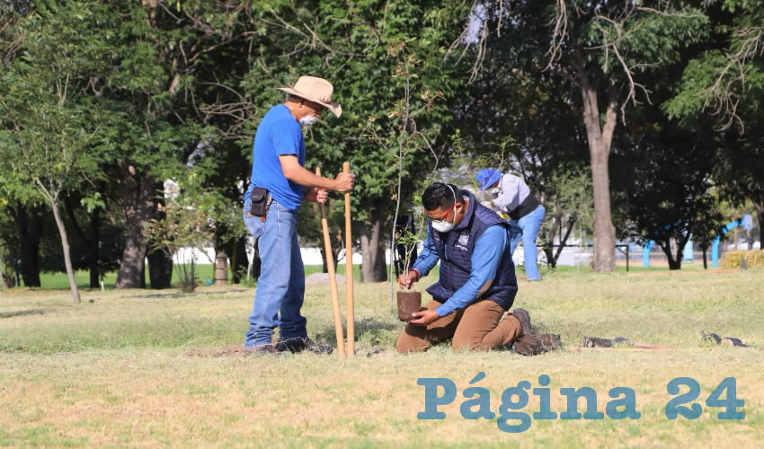 Durante los pr&oacute;ximos meses continuar&aacute; la jornada de reforestaci&oacute;n en diversos puntos de la ciudad para crear mayor n&uacute;mero de &aacute;reas verdes