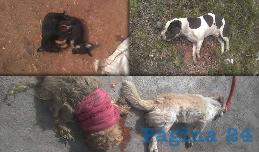 Aseguraron que en la colonia Las Huertas y en el fraccionamiento Filósofos contabilizaron decenas de mascotas muertas (Foto Cortesía)