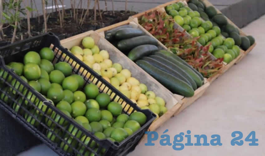 Aguacate, durazno, granada e higo, son la nueva apuesta de los productores de Calvillo