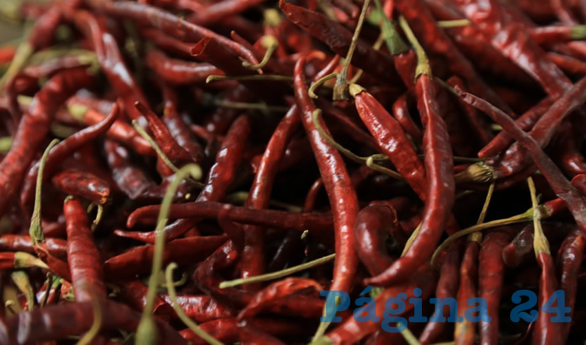 Aproximadamente nueve variedades de chile se producen en Aguascalientes