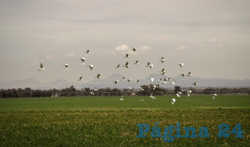 Las aves fungen como polinizadores, controladores de plagas de insectos y dispersores de semillas, actividades que benefician a la vegetaci&oacute;n