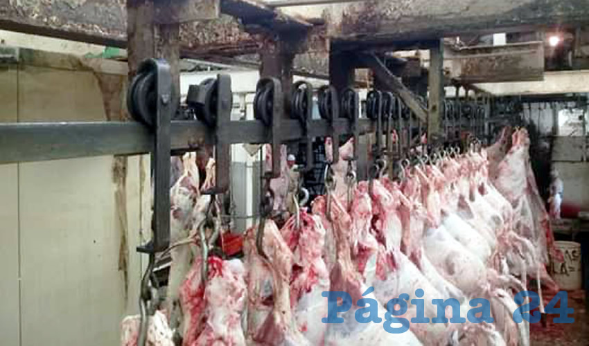 Personal del rastro municipal de Guadalajara denunció las condiciones de insalubridad e inseguridad en que se labora en el sitio. Ejemplo de ello son las vigas del lugar, que están a unos centímetros por donde corren los canales de la carne, están llenas de moho, y las paredes se están “descarapelando, con riesgo de que la carne se contamine”/Fotos: Especial