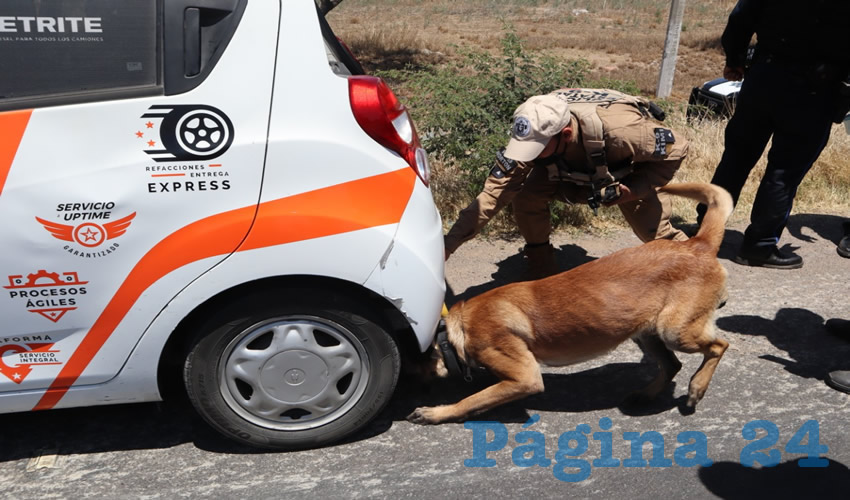 El Grupo Canino revisó minuciosamente los automóviles hasta encontrar la mercancía perteneciente al Cártel de Sinaloa