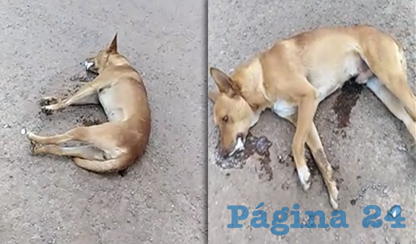 Durante esta semana se han expuesto varias denuncias públicas donde la población declara que nuevamente se ha desatado una ola de envenenamientos masivos contra mascotas en la capital zacatecana, sobre todo en la zona habitacional de Colinas del Padre (Foto: Archivo Página 24)