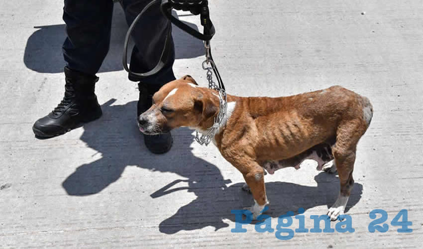 El perro que mordió al infante fue capturado y llevado al antirrábico
