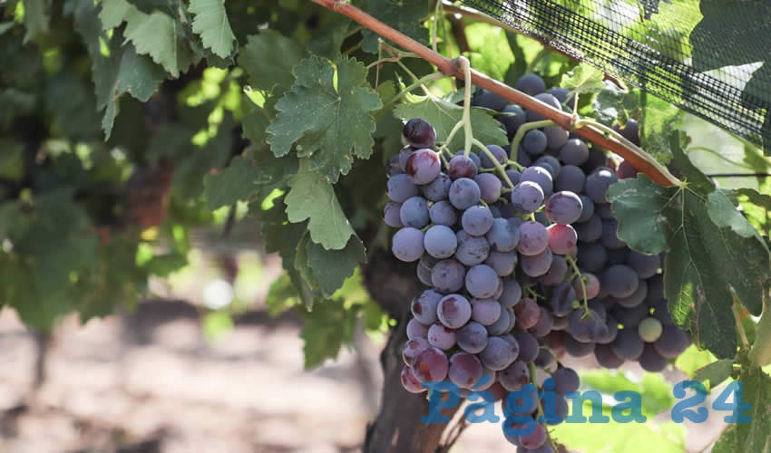 El mandatario destacó que en la entidad se está multiplicando la productividad gracias al arrojo de los y las productoras que se atreven a innovar y emprender en nuevos cultivos, así como a darle valor agregado a sus frutos
