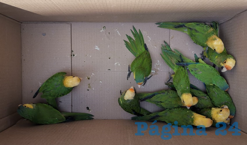 Algunas de las aves que comerciaba ilegalmente Christian Jaime “N” “N”, de 43 años