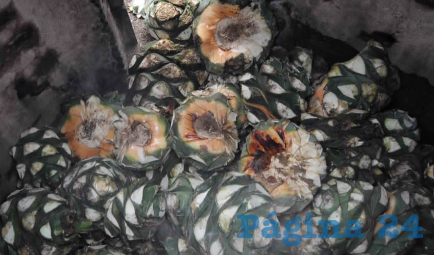 Mezcaleros de Aguascalientes est&aacute;n en la incertidumbre (Foto: Archivo/ Diego Sim&oacute;n S&aacute;nchez/ Cuartoscuro)