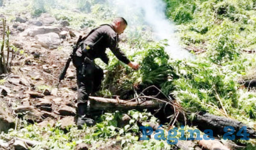 La droga estaba sembrada en las inmediaciones del predio conocido como El Sapo, a cuatro kilómetros de la comunidad El Reparo/Foto: Cortesía