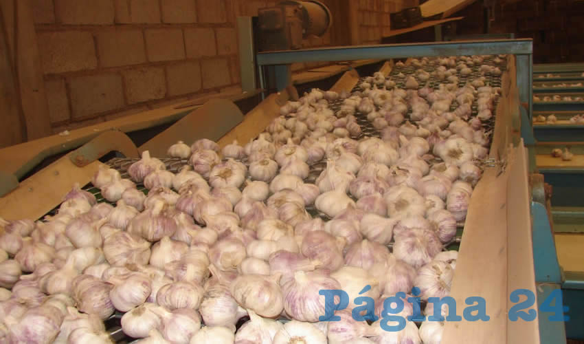 Se amplían los mercados para el ajo de Aguascalientes (Foto: Archivo/ Cuartoscuro)