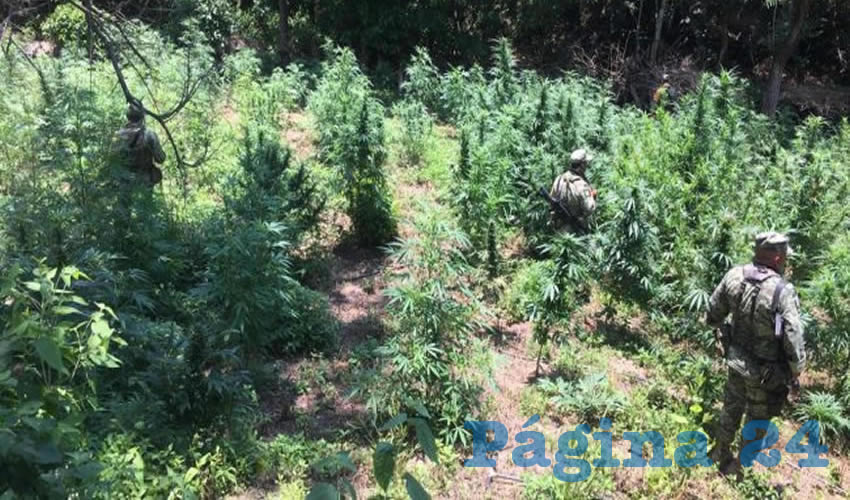 Las plantas destruidas de mariguana