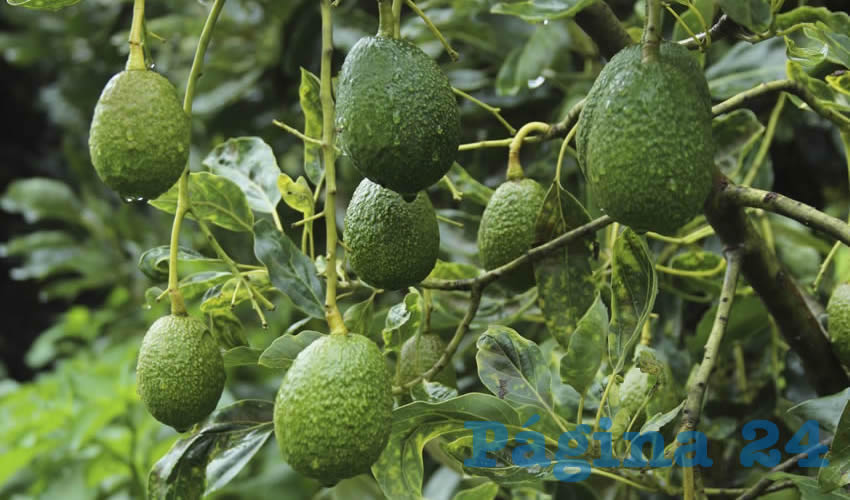 Los guayaberos de Calvillo apuestan al llamado “oro verde” (Foto: Archivo/ Juan José Estrada Serafín/ Cuartoscuro)
