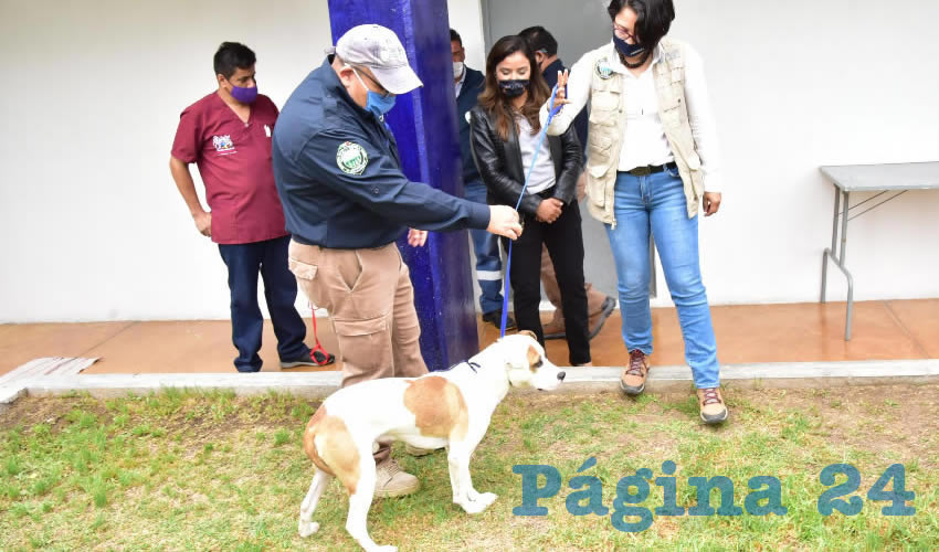 El Municipio lleva a cabo el resguardo de mascotas reportadas como agresoras por un lapso de 10 días