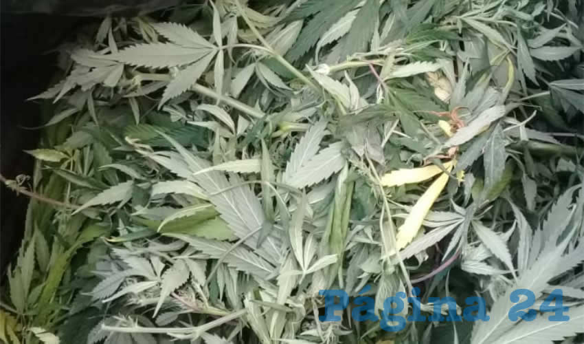 Detalle de la mariguana o marihuana encontrada por policías en un camino de terracería