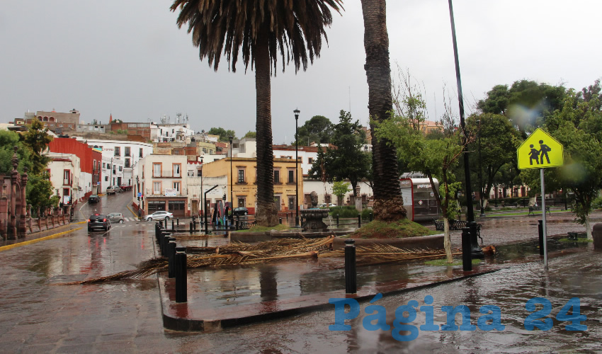 Las constantes lluvias que actualmente se presentan en la capital de Zacatecas, han ocasionado el desprendimiento de ramas y hojas de árboles grandes y palmeras que se encuentran en las diversas plazas, plazuelas y parques de la ciudad (Foto Rocío Castro Alvarado)