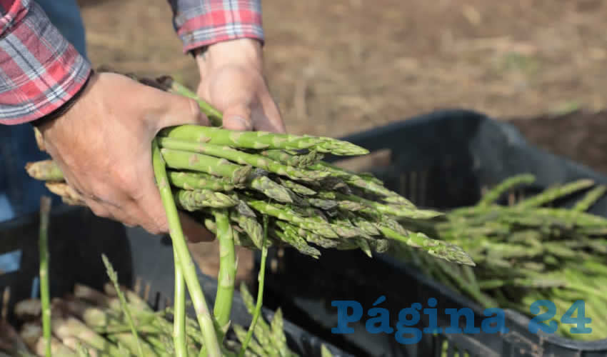 Celebró que cada vez más productores y productoras en la entidad están apostando por la cosecha de nuevos productos, exportando a varias partes de México y el extranjero, así como incrementando sus ingresos y calidad de vida