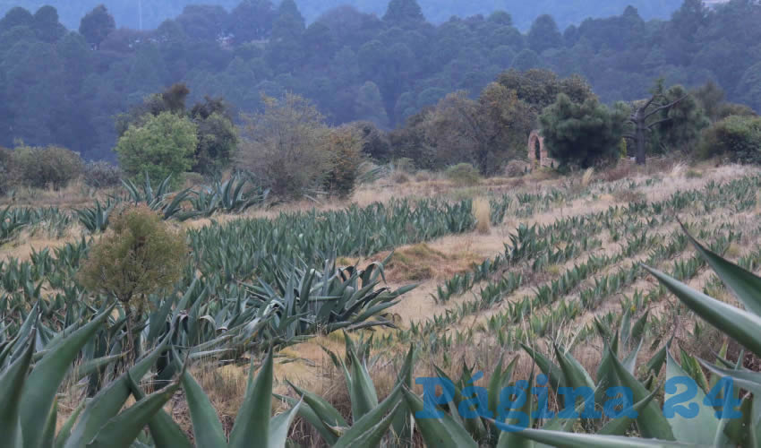 Continúa en Aguascalientes la producción de mezcal (Foto: Archivo/ Jorge Lezama/ Cuartoscuro)