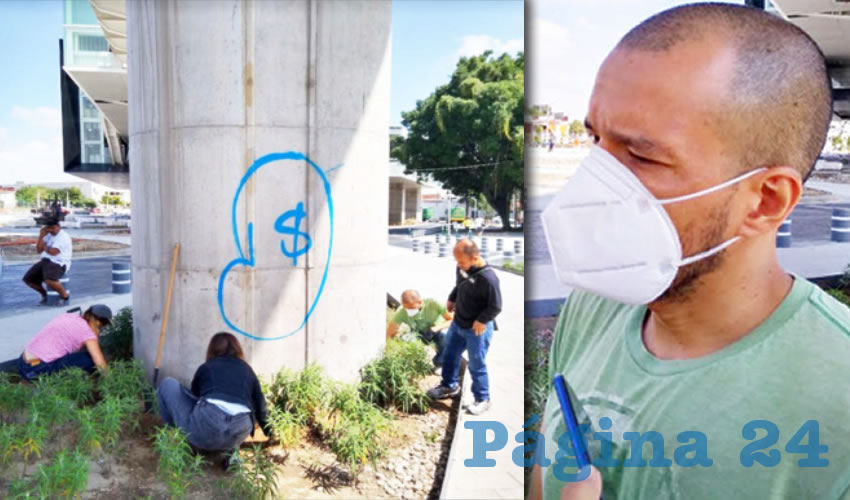 Miembros del colectivo Queremos Columnas Verdes GDL sembraron alrededor de 40 plantas en las columnas de la estación Zapopan Centro; dijeron no estar de acuerdo con que algunas columnas sean intervenidas con grafiti, ya que autoridades prometieron que todo el corredor de la L3 sería verde, para compensar los árboles que se quitaron por la obra/Fotos: Elizabeth Ríos Chavarría