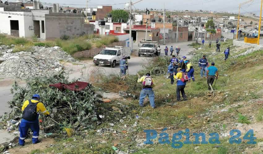 Esta ocasión se intervino una superficie de 7 mil metros cuadrados, entre calles, terrenos, parques y avenidas