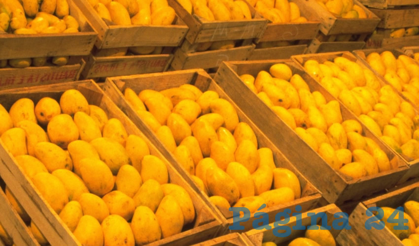 Sinaloa, Nayarit, Guerrero, Chiapas y Oaxaca, que juntos aportan el 77 % de la producción nacional de esta fruta