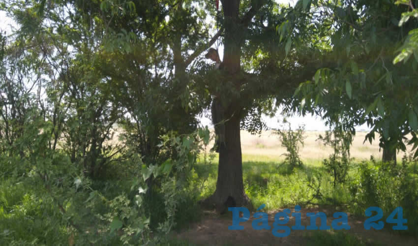 En un &aacute;rbol situado en un predio cercano a Ciudad Industrial, se ahorc&oacute; un sujeto que contaba entre 30 y 35 a&ntilde;os de edad