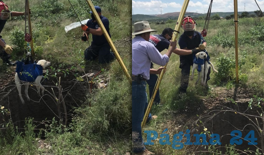 Dos cachorros labrador cayeron a un pozo en construcci&oacute;n de 25 metros de profundidad, siendo salvados por bomberos municipales