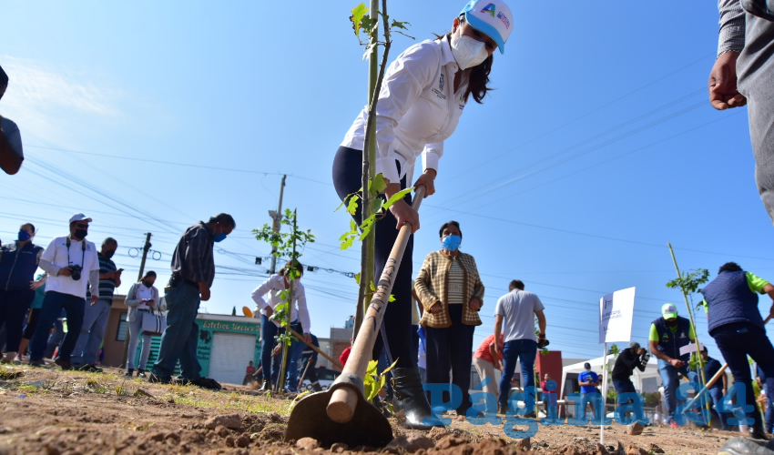 Los puntos favorecidos con la repoblación vegetal fueron los diferentes parques públicos y vecinales, camellones y Línea Verde