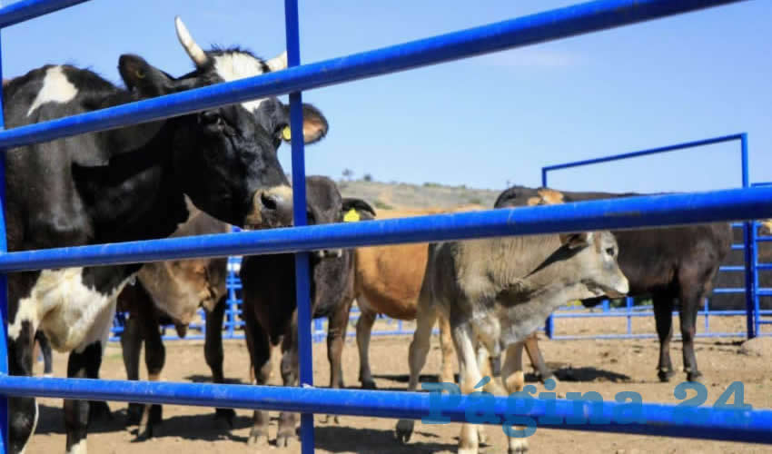 En 2020 la inversión para Sanidad Vegetal, Vigilancia Epidemiológica de Plagas y Enfermedades Fitosanitarias, Inspección de plagas y enfermedades e Inocuidad Agrícola es de 24.7 millones de pesos