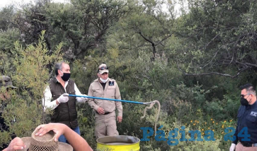 Con su liberación se busca que encuentren un nuevo lugar donde poder sobrevivir y que la fauna en las ANP se vaya repoblando