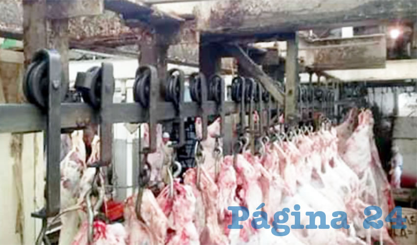 El Rastro de Guadalajara se encuentra en condiciones deplorables, tanto en infraestructura como en procesos de manejo de animales; también el personal labora en condiciones antihigiénicas e infrahumanas/Foto: Especial