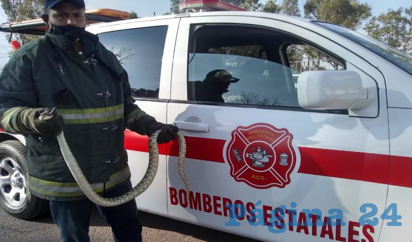 El ofidio fue retirado del motor de un vehículo Kia Forte