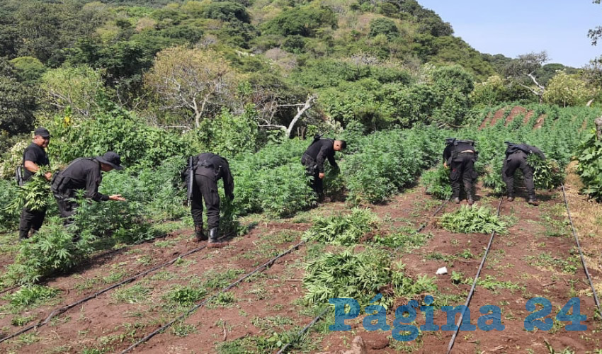 El cultivo con mayor cantidad de plantas fue hallado en Hostotipaquillo, donde contabilizaron 90 mil matas de 1.40 metros de altura y fue detectado por medio de una incursión a pie que hicieron los policías estatales en las inmediaciones del predio Tepeguite/Fotos: Cortesía