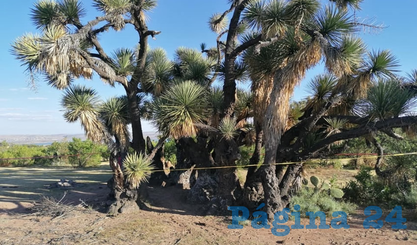 Eduardo Aguayo, de 48 a&ntilde;os de edad, se colg&oacute; en un &aacute;rbol de la comunidad El Chamizal