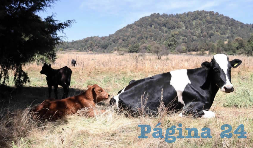 Enfermedades en ganado bovino podrían afectar la producción lechera (Foto: Archivo/ Margarito Pérez Retana/ Cuartoscuro)