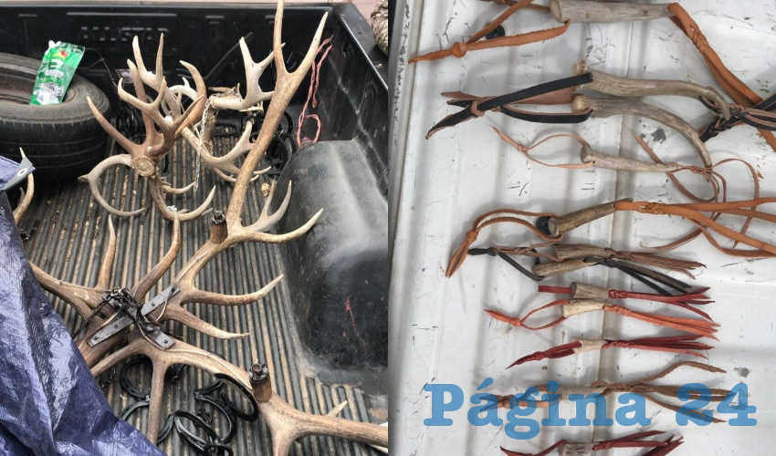 Fueron decomisados 17 cuernos y 14 puntas de venado, en Pabellón de Arteaga