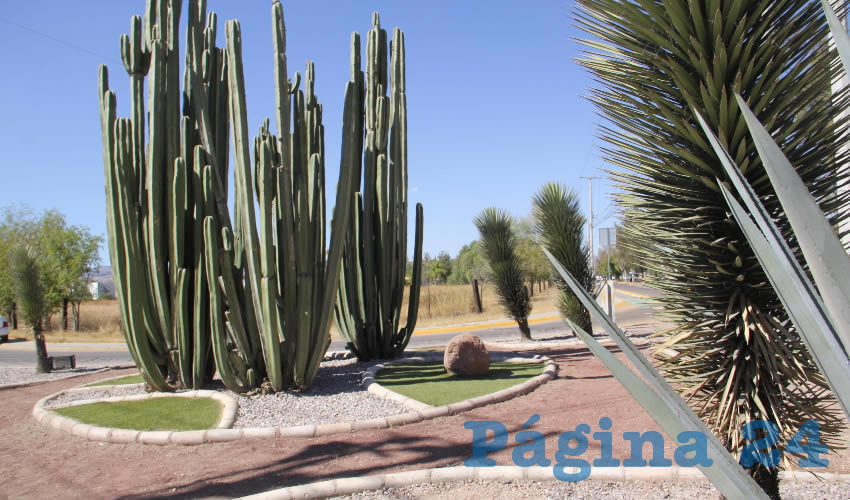 La Dirección de Parques y Jardines intensifica labores de conservación y mantenimiento en los 74 triángulos distribuidos en las principales calles y avenidas de la ciudad