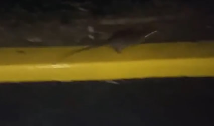 Ratas Peleando en Colinas del Río