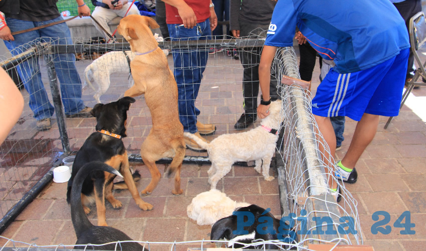 Ayer, el grupo Dog Love realizó una feria de adopción de mascotas sobre avenida Universidad, en donde se exhibieron apenas unos cuantos animales, ya que la mayoría del evento se hizo de manera virtual (Foto: Rocío Castro Alvarado)