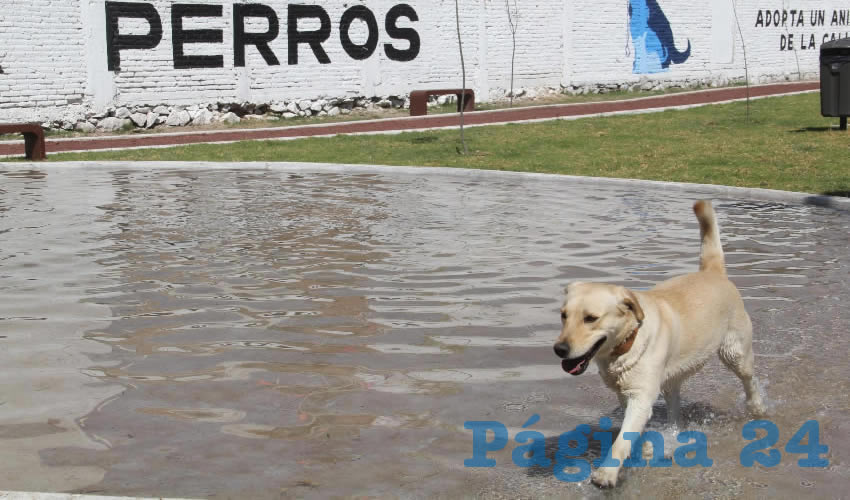  En temporada navide&ntilde;a es muy com&uacute;n que las personas compren mascotas como regalo