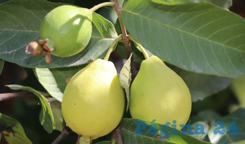 Se sigue exportando la guayaba de Calvillo (Fotos: Twitter @SEDRAEAguas)