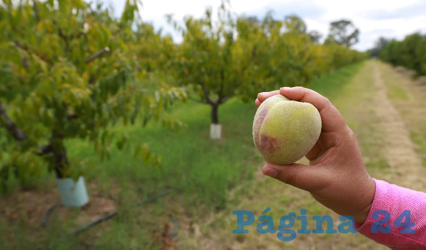 El sector primario y de agronegocios ha resultado afectado a causa de la pandemia, pero el impacto ha sido menor en comparaci&oacute;n con las peque&ntilde;as y medianas empresas