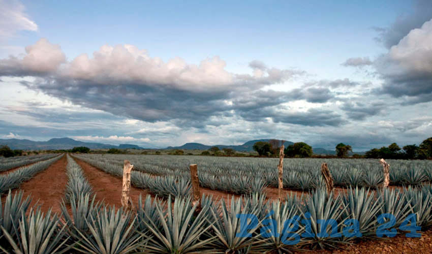 Entre otros atractivos, el municipio agavero forma parte de la Ruta del Tequila, que tiene dos trenes turísticos
