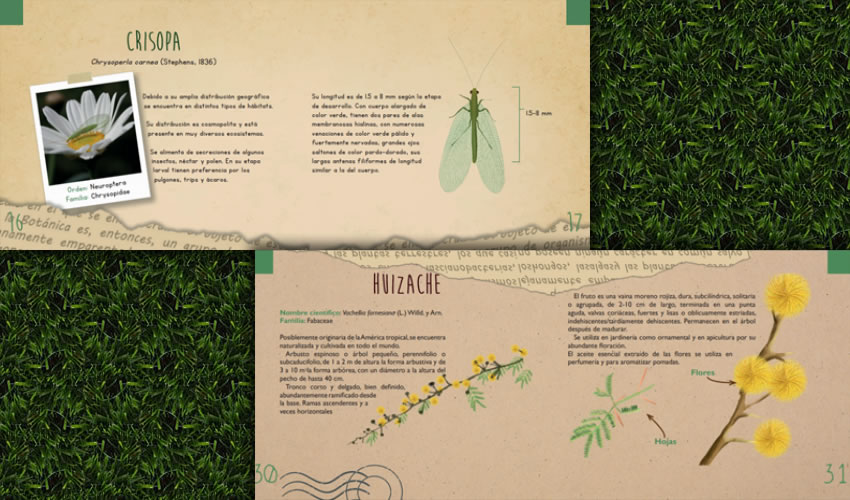 Los manuales que se encuentran en desarrollo abordan la definición, conceptos y actividades para explicar qué es y en qué consiste la educación ambiental