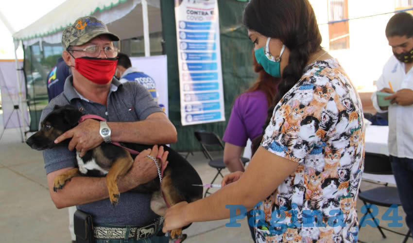 El biológico antirrábico debe aplicarse anualmente a partir de los tres meses de edad de las mascotas, para que con ello aumenten sus defensas y crezcan sanas