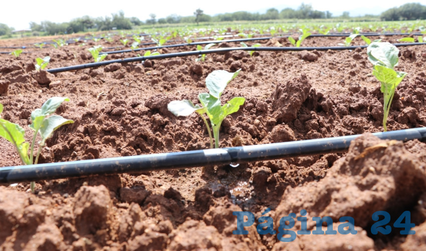 Con este programa se apoya los conceptos de tecnificación y suministro e instalación de sistemas de riego en alta o baja presión